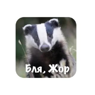 mammal animal badger