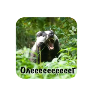 animal mammal outdoor