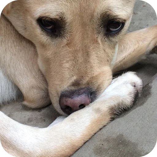 Стикер Basevoe - 1