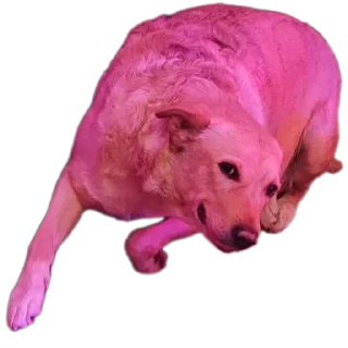 Sticker Басевое - 1