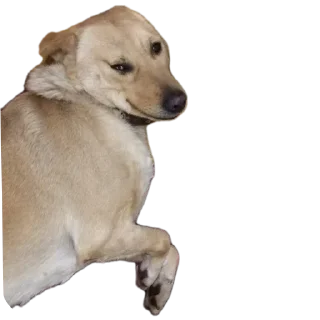 Sticker Басевое - 2