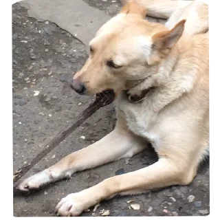 Sticker Басевое - 7