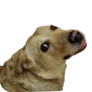 Sticker Басевое - 10