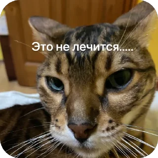 Стикер Коты - 10