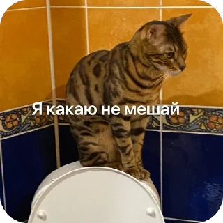 Стикер Коты - 6
