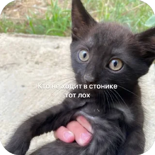 Стикер Коты - 11