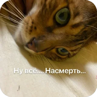 Стикер Коты - 1