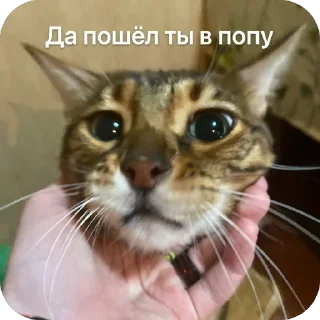 Стикер Коты - 5