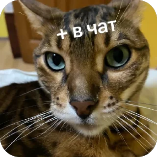 Стикер Коты - 8