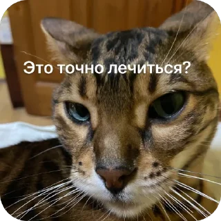 Стикер Коты - 3