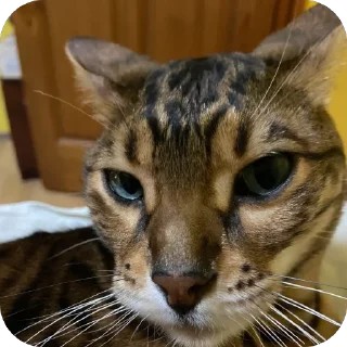 Стикер Коты - 2