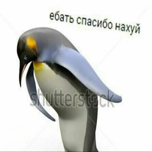 animal bird aquatic bird