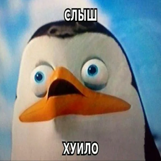 animal aquatic bird bird