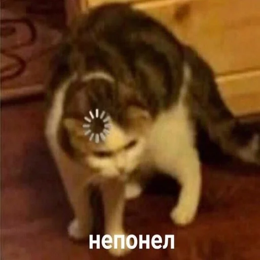 животное млекопитающее кошка