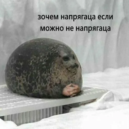 животное млекопитающее морские млекопитающие