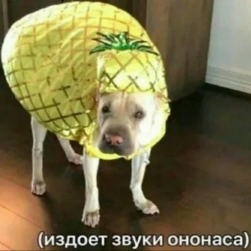 животное собака порода собак