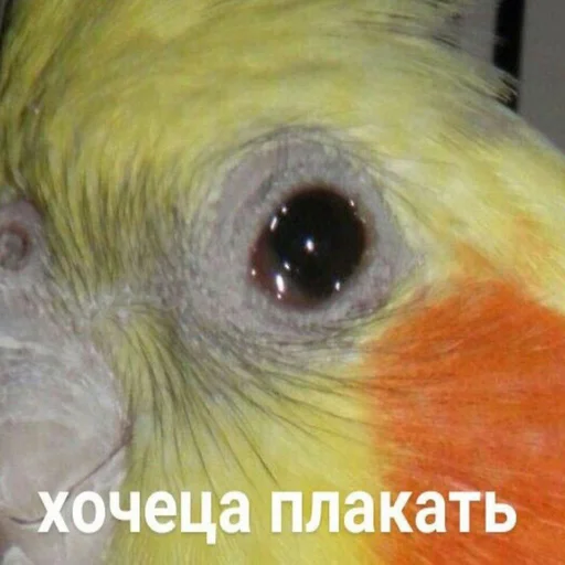 животное птица попугай