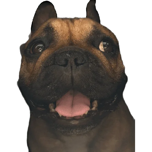 Sticker BattletoadsTF - 1