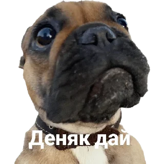 Sticker QuinnMia's - 7