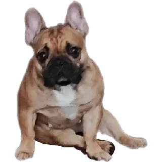 Sticker QuinnMia's - 4