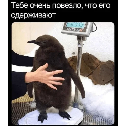 Стикер BattletoadsTapForce - 1