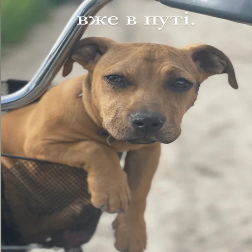 Sticker Байрак - 9