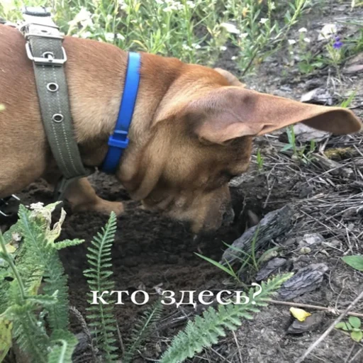 Sticker Байрак - 8