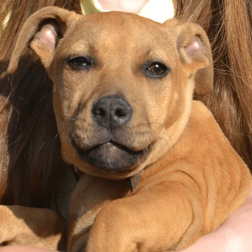 Sticker Байрак - 6