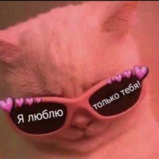 аксессуар солнечные очки кошка
