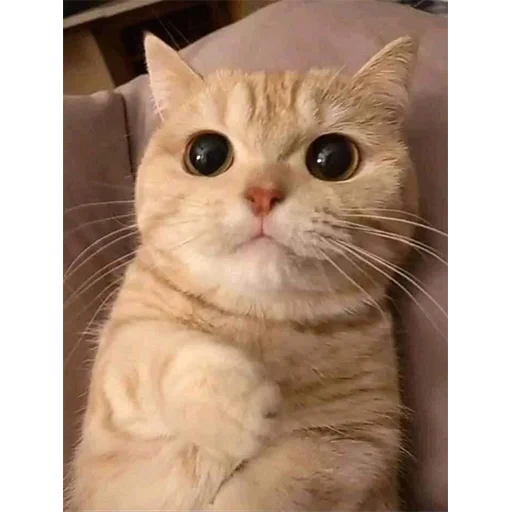 Sticker Всраті коти (@memenace) - 11