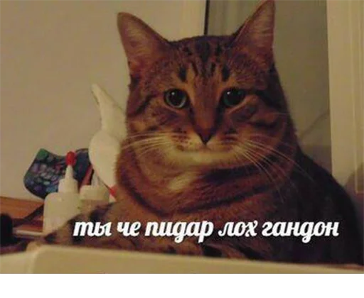 Sticker Всраті коти (@memenace) - 10