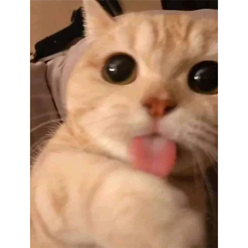 Sticker Всраті коти (@memenace) - 8