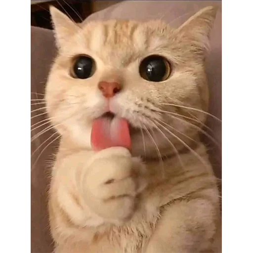 Sticker Всраті коти (@memenace) - 6