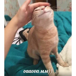 Sticker Всраті коти (@memenace) - 1