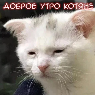 Sticker Всраті коти (@memenace) - 7