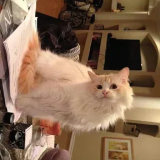 Sticker Всраті коти (@memenace) - 3