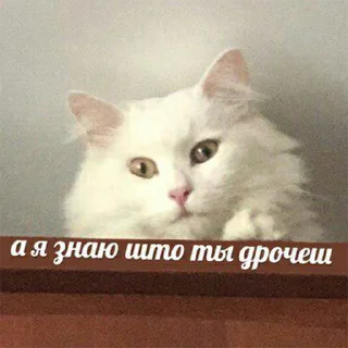 Sticker Всраті коти (@memenace) - 5