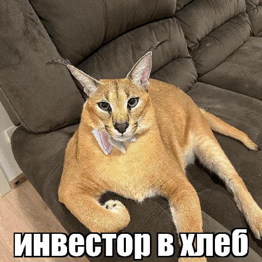 Sticker Bebra mix banano - 11