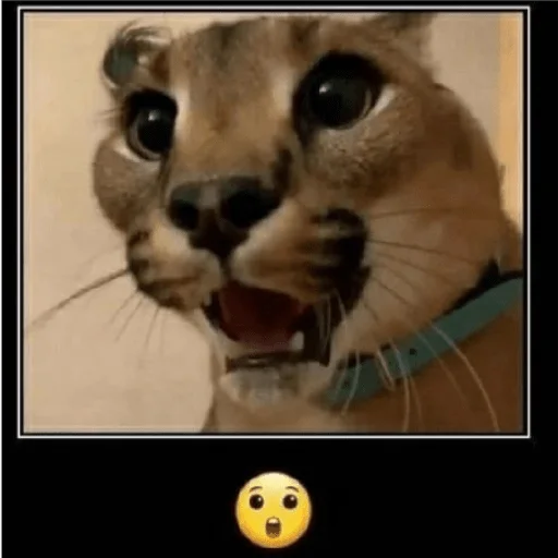 Sticker Bebra mix banano - 5