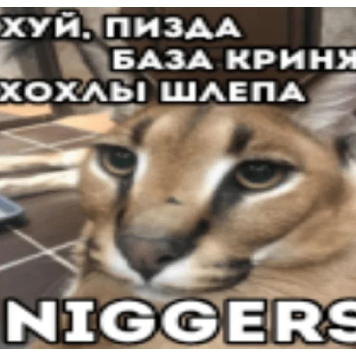 Sticker Bebra mix banano - 2