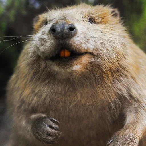 Бобры Нах @stickers_teleg_telegramstickeri - 