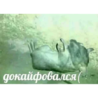 Sticker Bebra 46 - 5