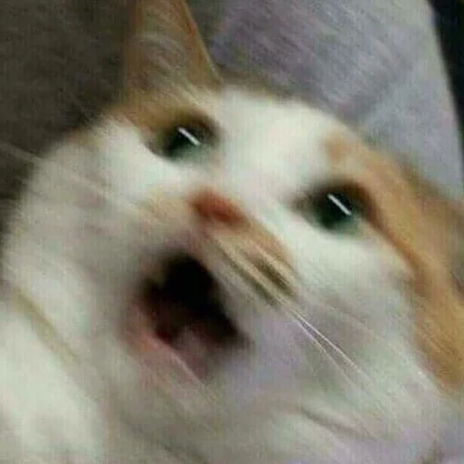 животное млекопитающее кошка