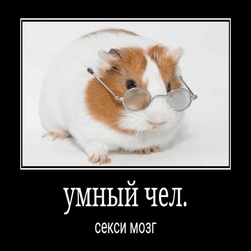 млекопитающее животное СМС