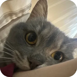 Стикер Бэн - 6