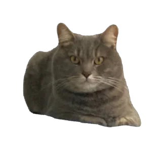 Стикер Бэн - 1