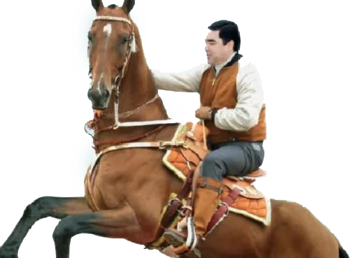 лошадь жеребец Человек