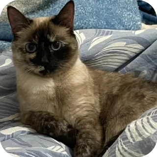 Sticker Бесси - 3