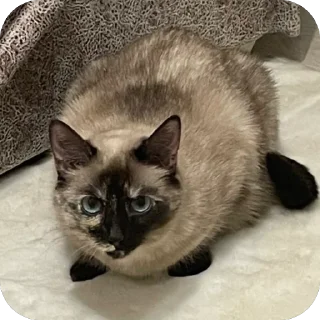 Sticker Бесси - 0