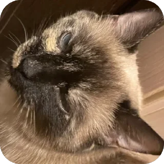 Sticker Бесси - 1